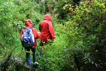 Spaziergang im kalten Regenwald